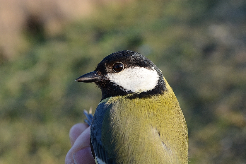 Great Tit, Sundre 20130511